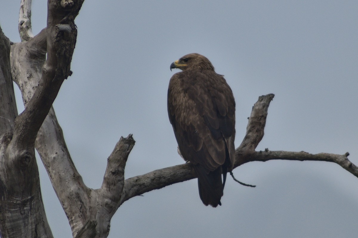 Booted Eagle - ML372095981