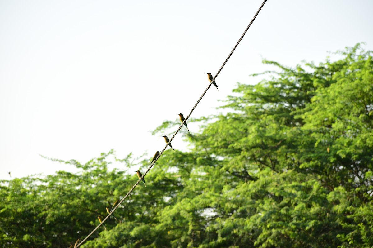 Asian Green Bee-eater - ML372096171