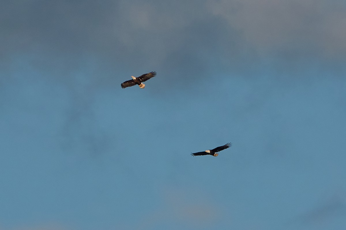 Bald Eagle - ML372096721