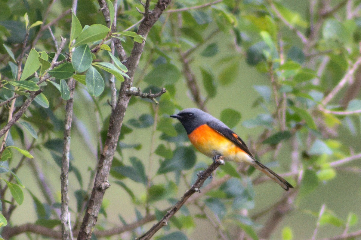 Small Minivet - ML372097281