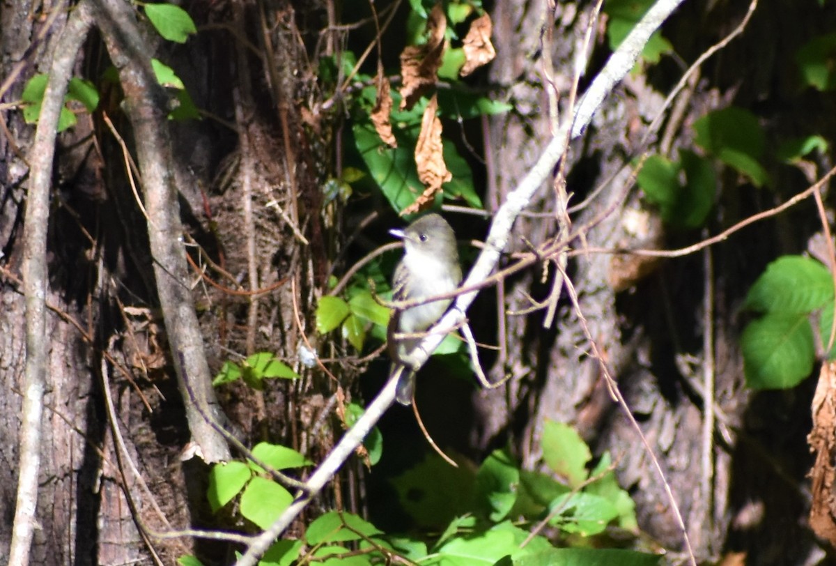 Alder Flycatcher - ML372098841