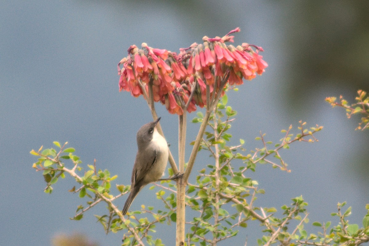 Lesser Whitethroat (Hume's) - ML372099151