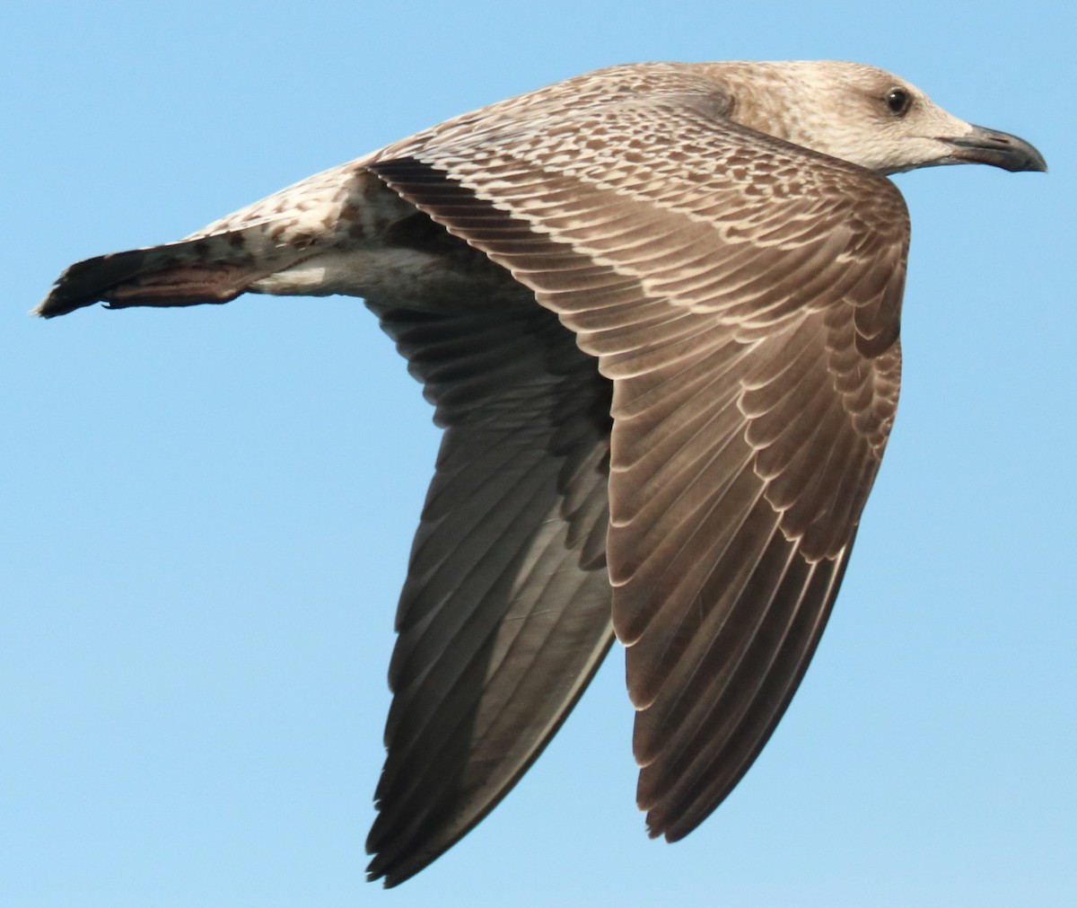 Lesser Black-backed Gull - Jan Roedolf
