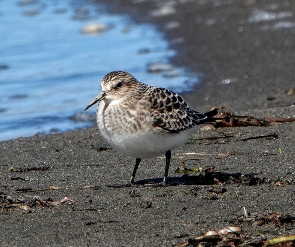 Baird's Sandpiper - ML372099451