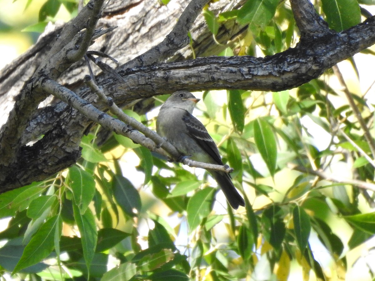 Western Wood-Pewee - ML372100051