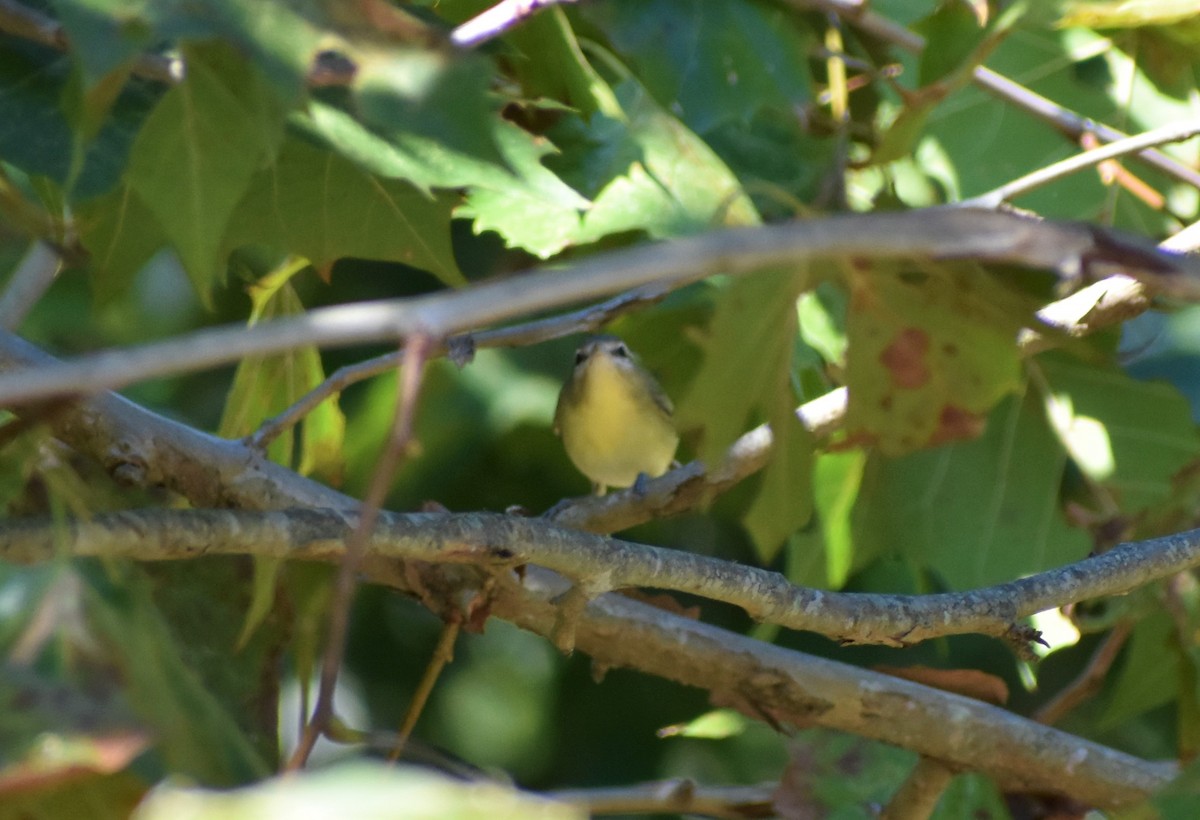 Philadelphia Vireo - ML372100081