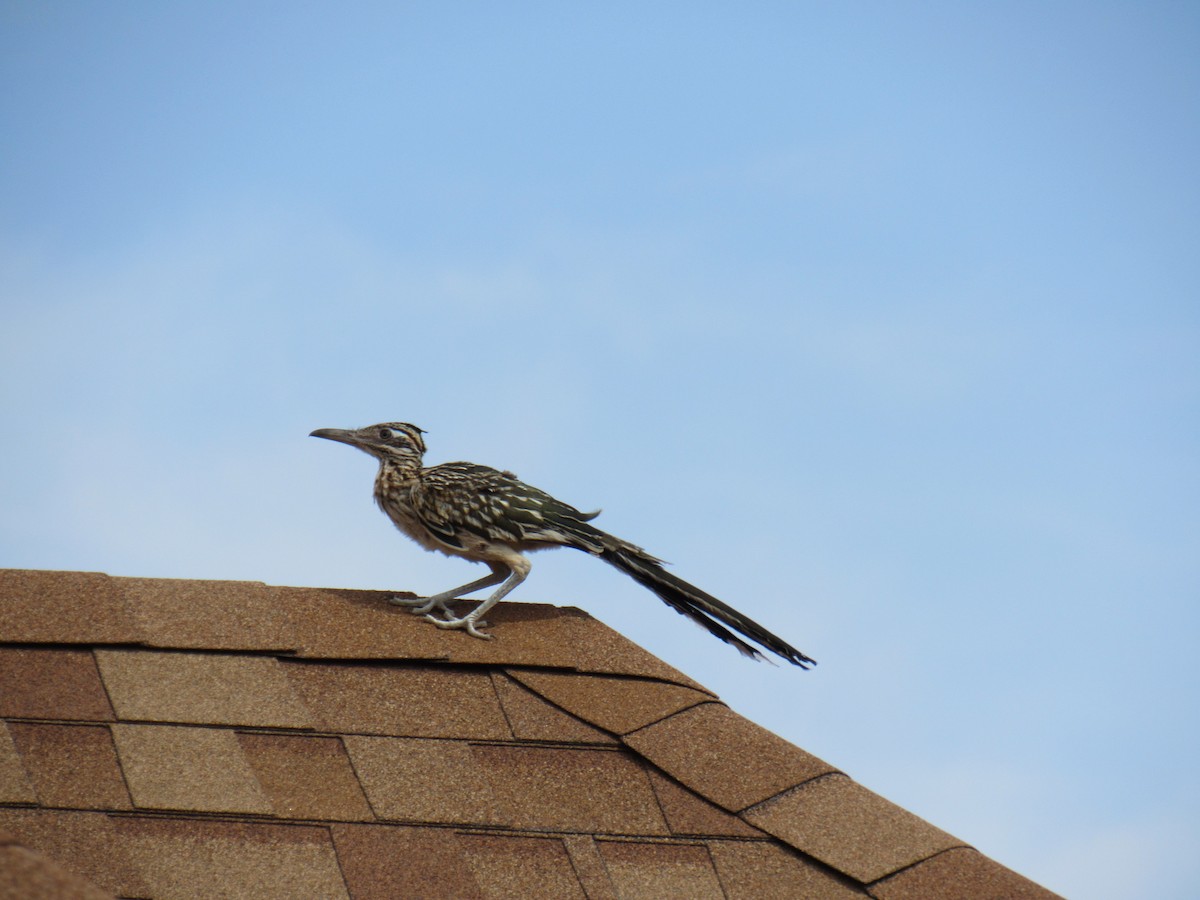 Greater Roadrunner - ML372100651