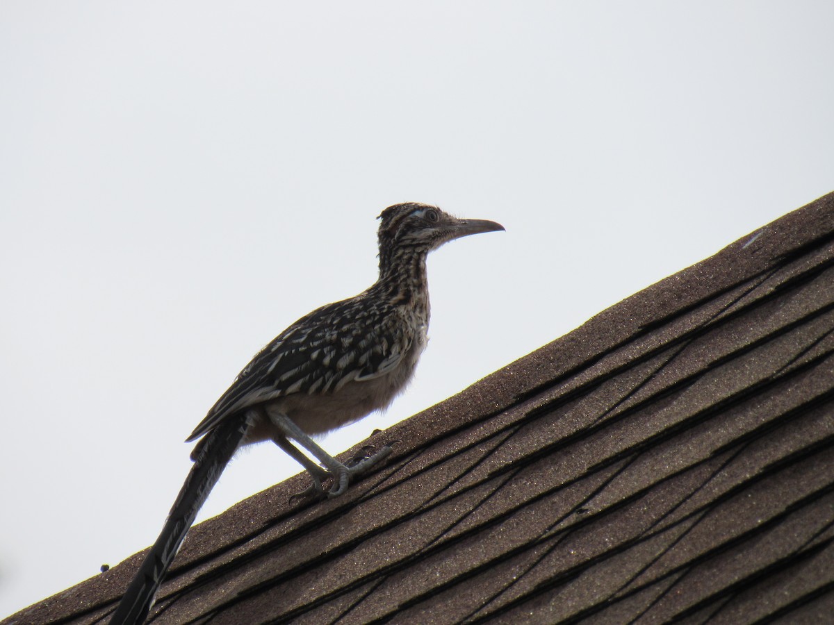 Greater Roadrunner - ML372101001