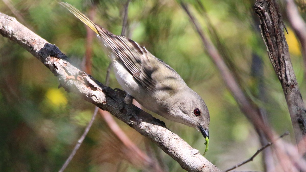 Golden Whistler - ML37210111