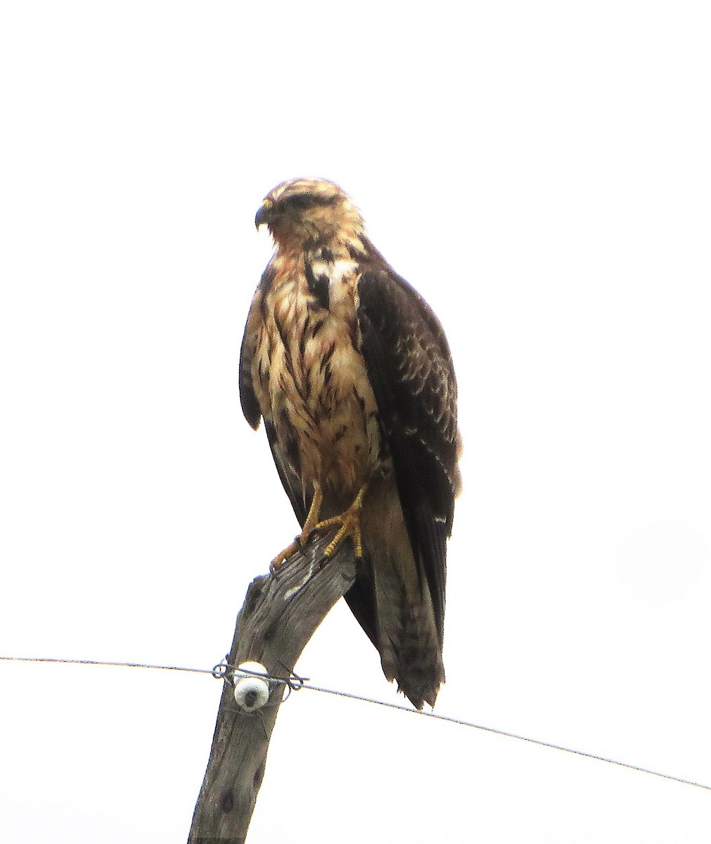 Swainson's Hawk - ML37210141