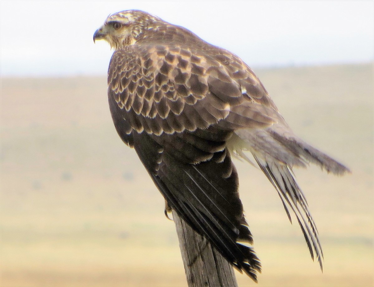 Swainson's Hawk - ML37210151