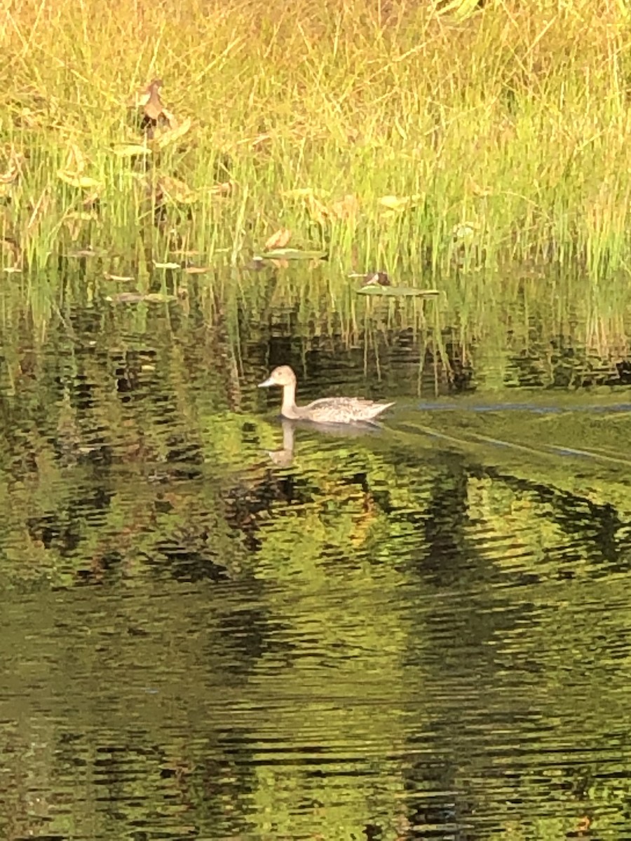 ostralka štíhlá - ML372101791