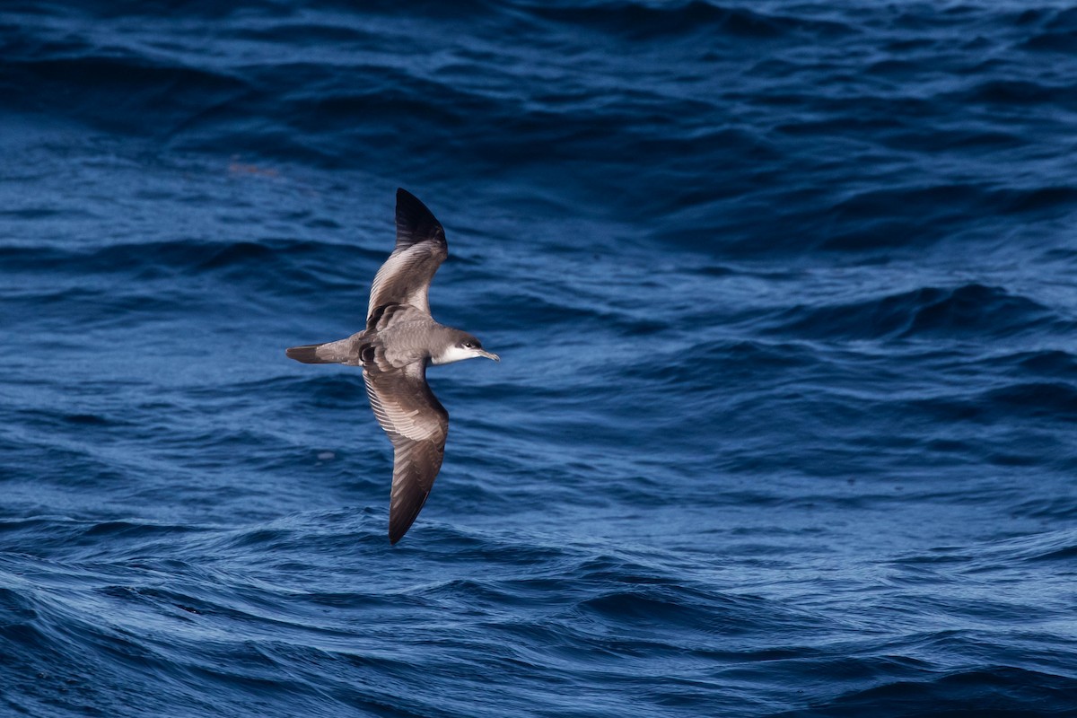 Buller's Shearwater - Alex Lamoreaux