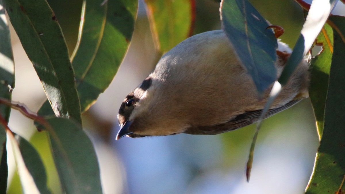 Brown-headed Honeyeater - ML37210381