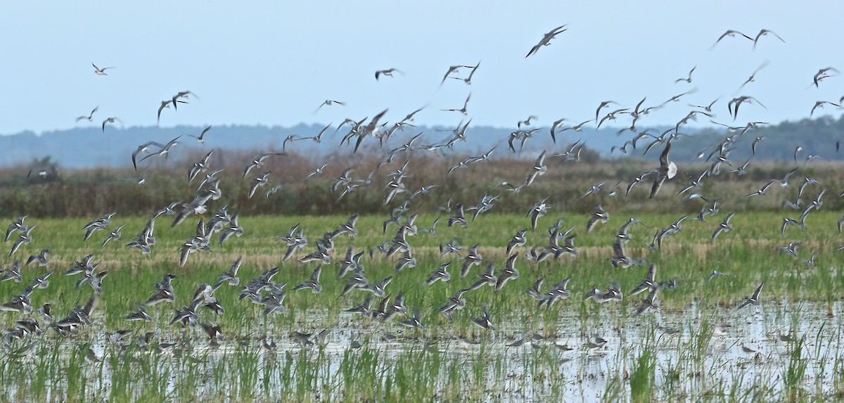 Tundraschlammläufer - ML37210391