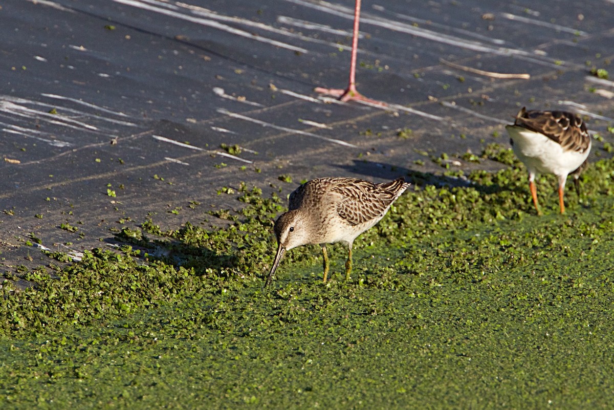 Long-billed Dowitcher - ML372103961
