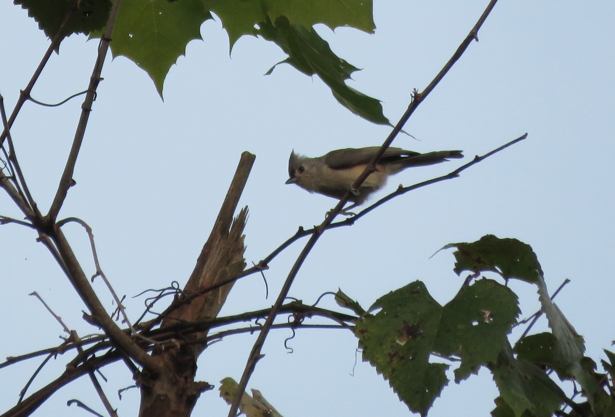 Tufted Titmouse - ML372104051
