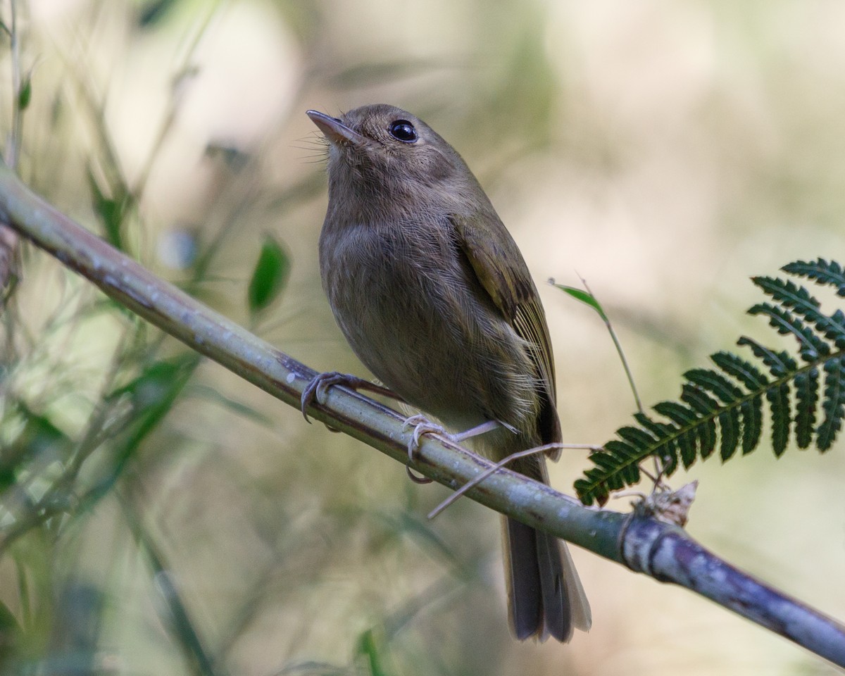 Brown-breasted Pygmy-Tyrant - Silvia Faustino Linhares