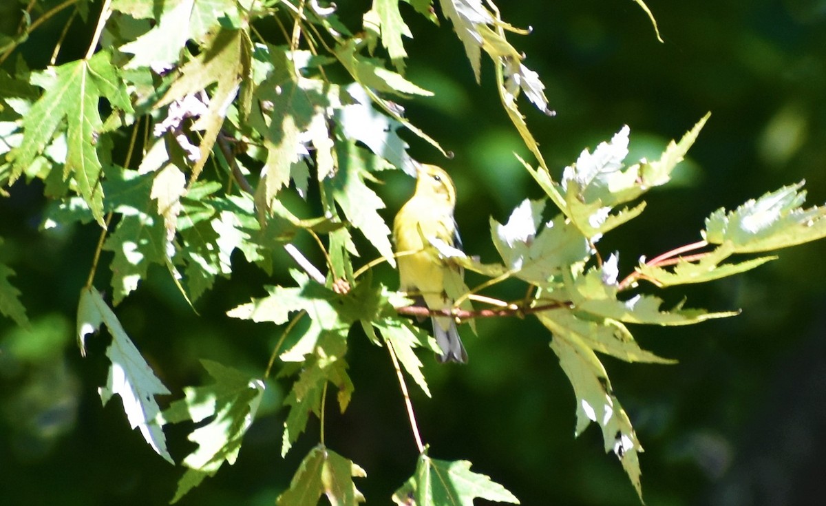 Blackburnian Warbler - ML372104531