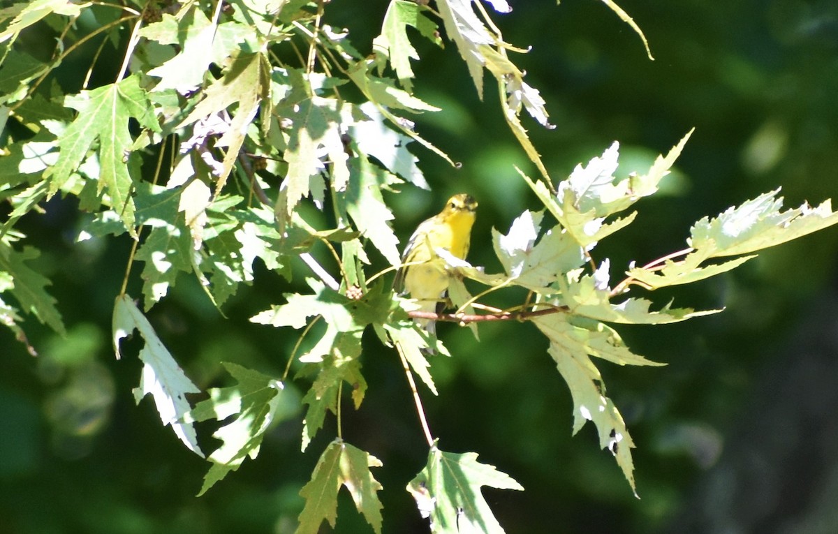 Blackburnian Warbler - ML372104651