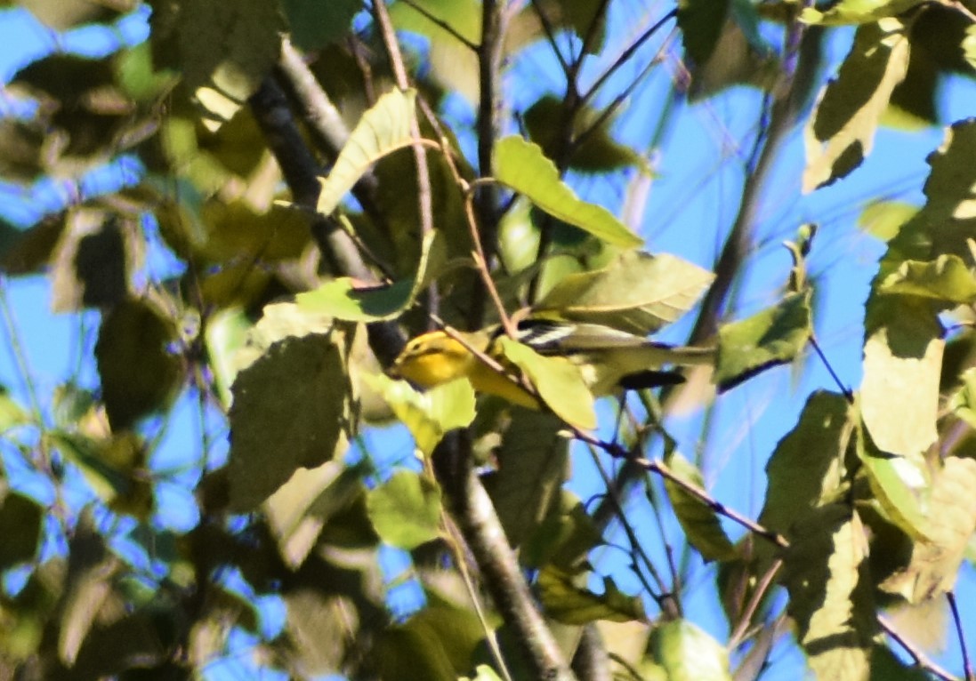 Blackburnian Warbler - ML372104731