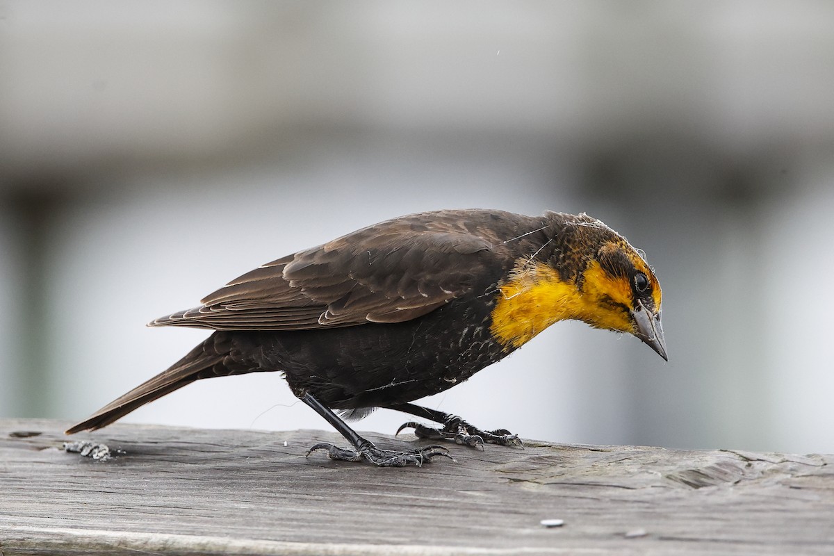 Yellow-headed Blackbird - Pat Draisey