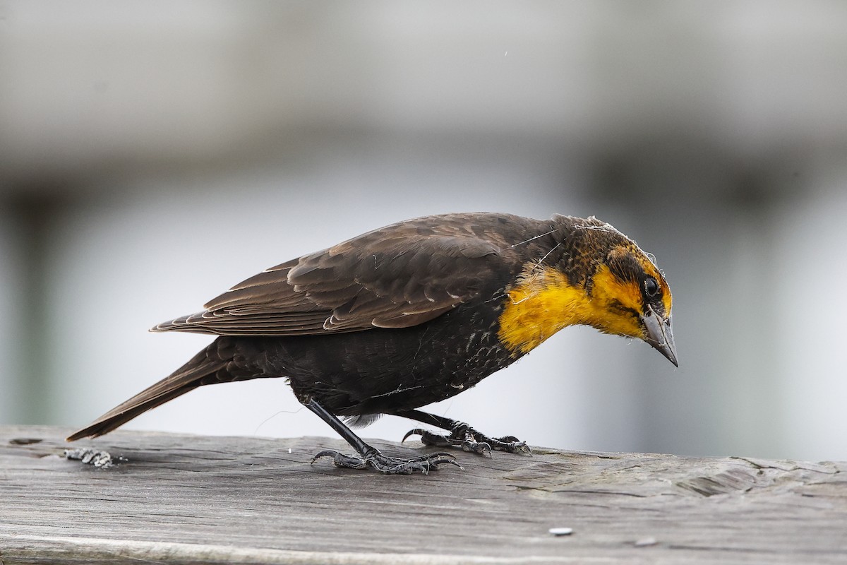 Yellow-headed Blackbird - ML372104901