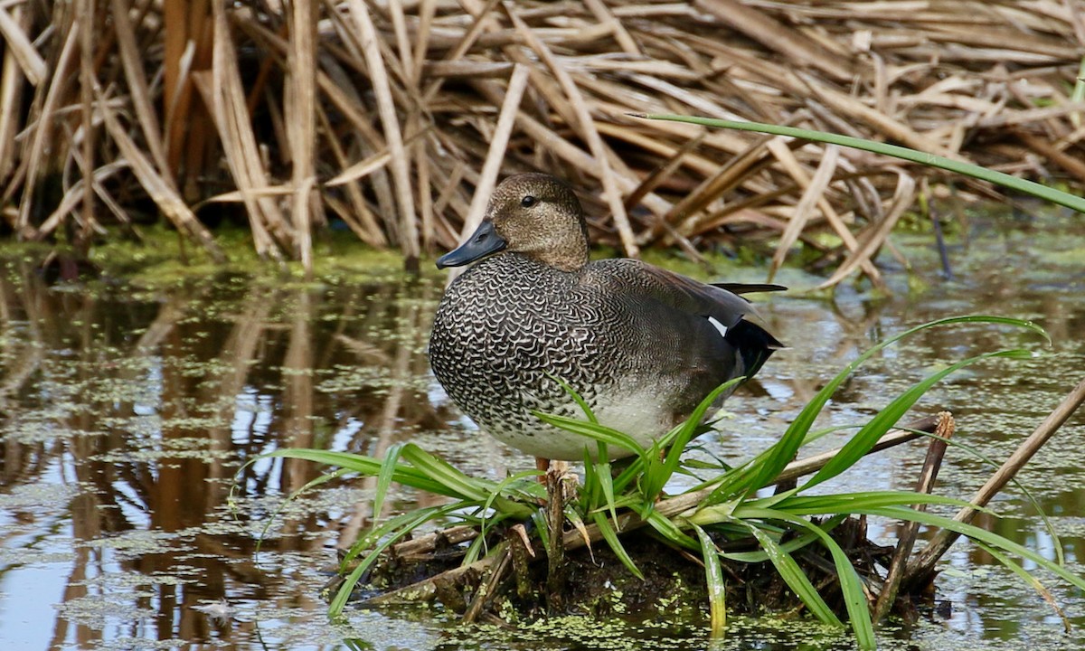 Gadwall - ML372105351