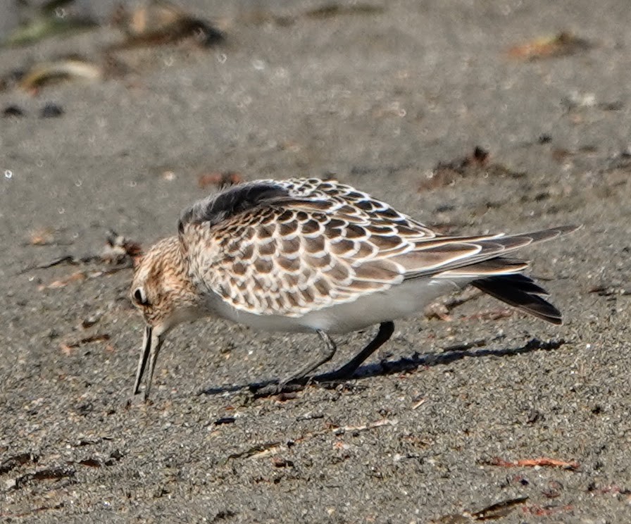 Baird's Sandpiper - ML372105571