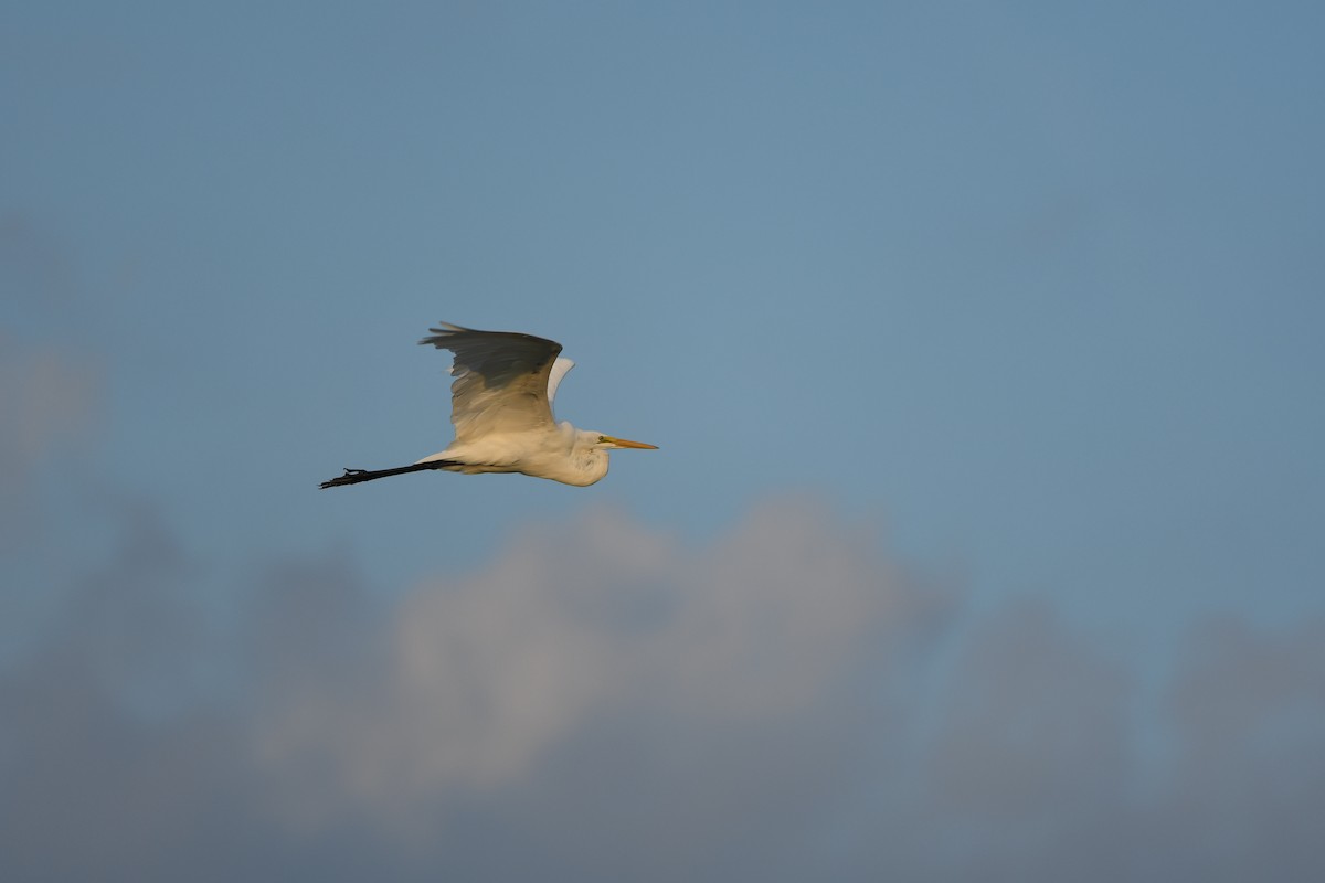 Great Egret - ML372105631