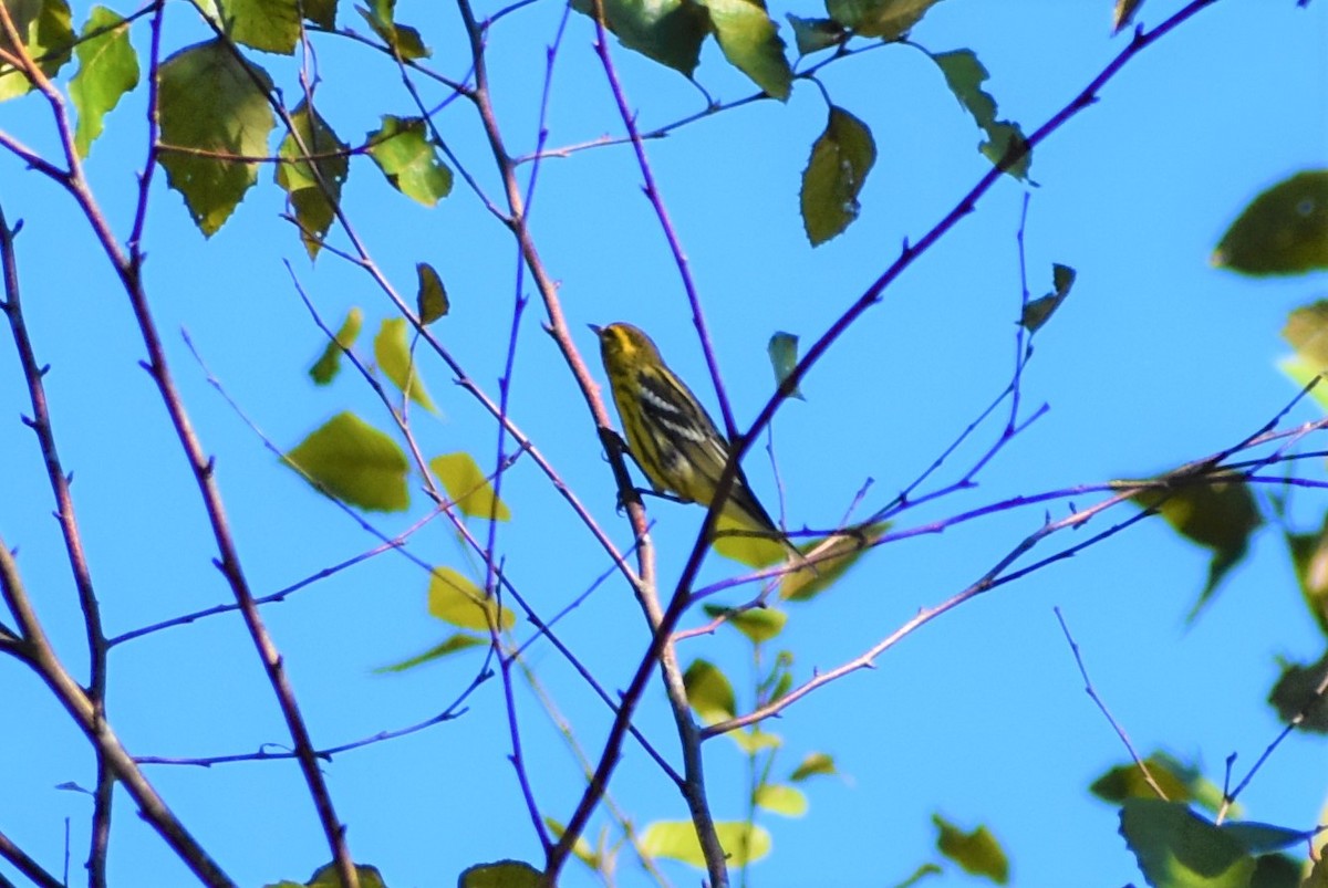 Black-throated Green Warbler - ML372105841