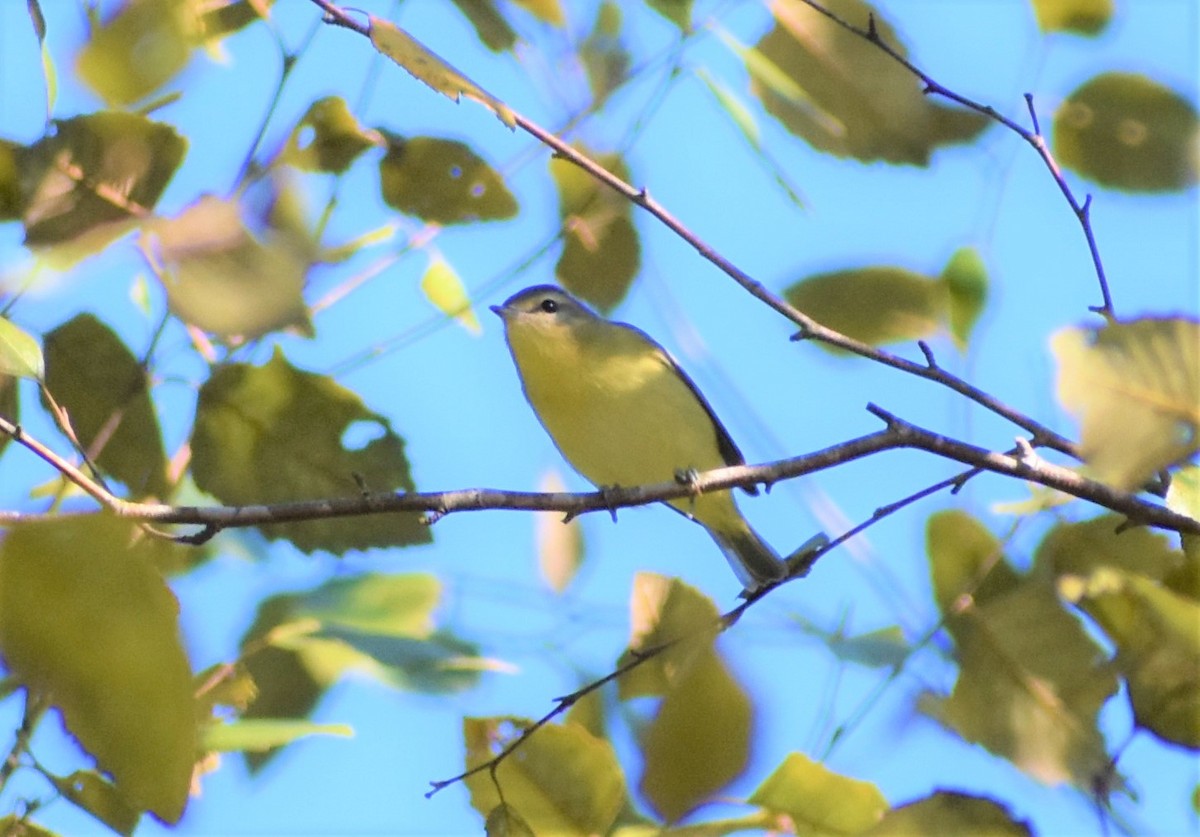 Philadelphia Vireo - ML372107191