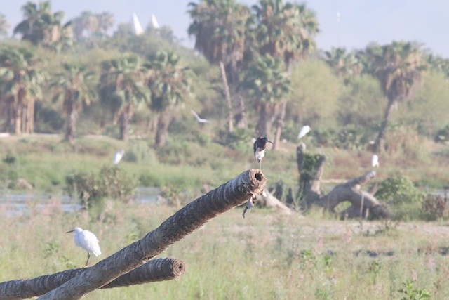 Tricolored Heron - ML372107221