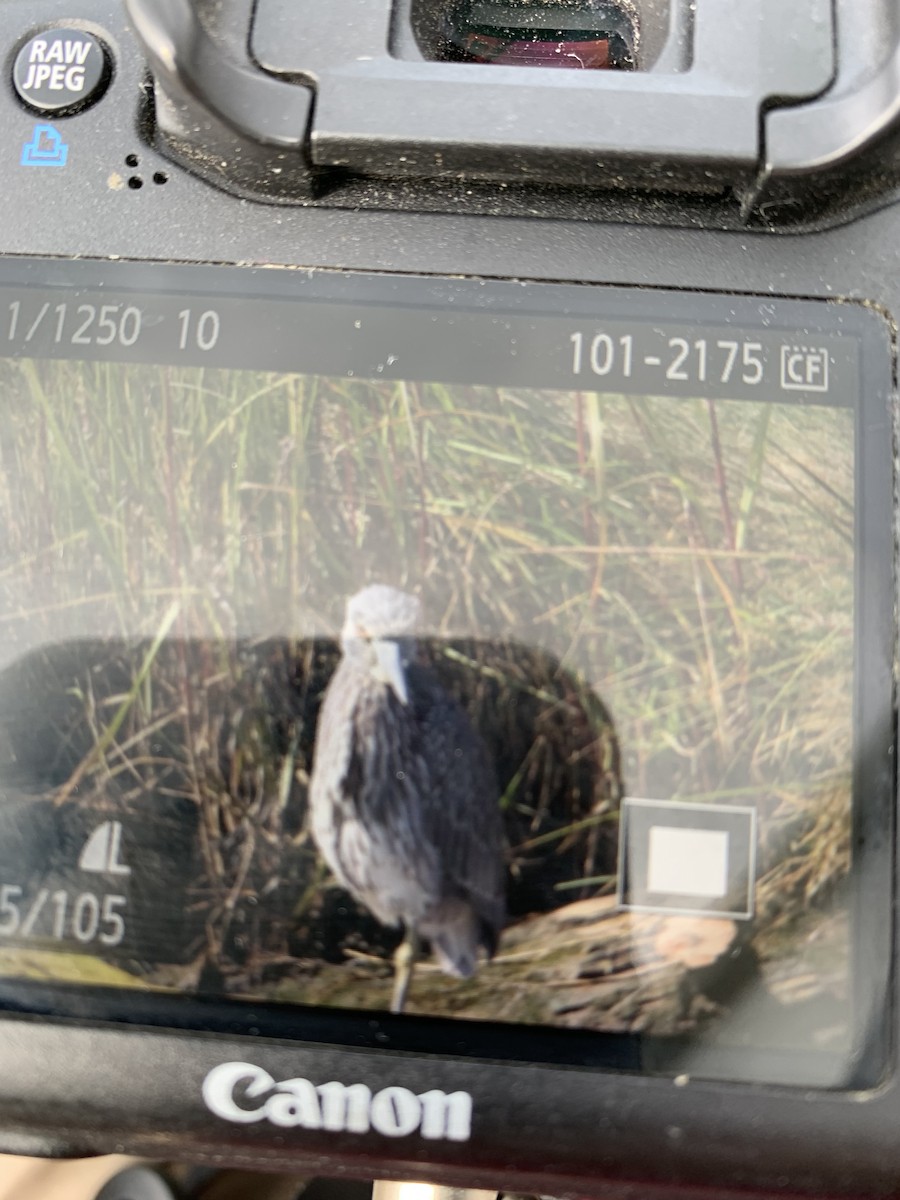 Yellow-crowned Night Heron - ML372107671