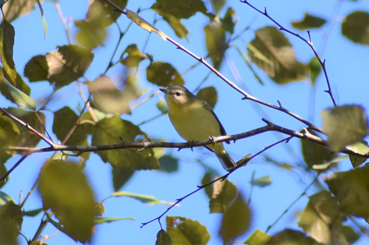 Philadelphia Vireo - ML372108101