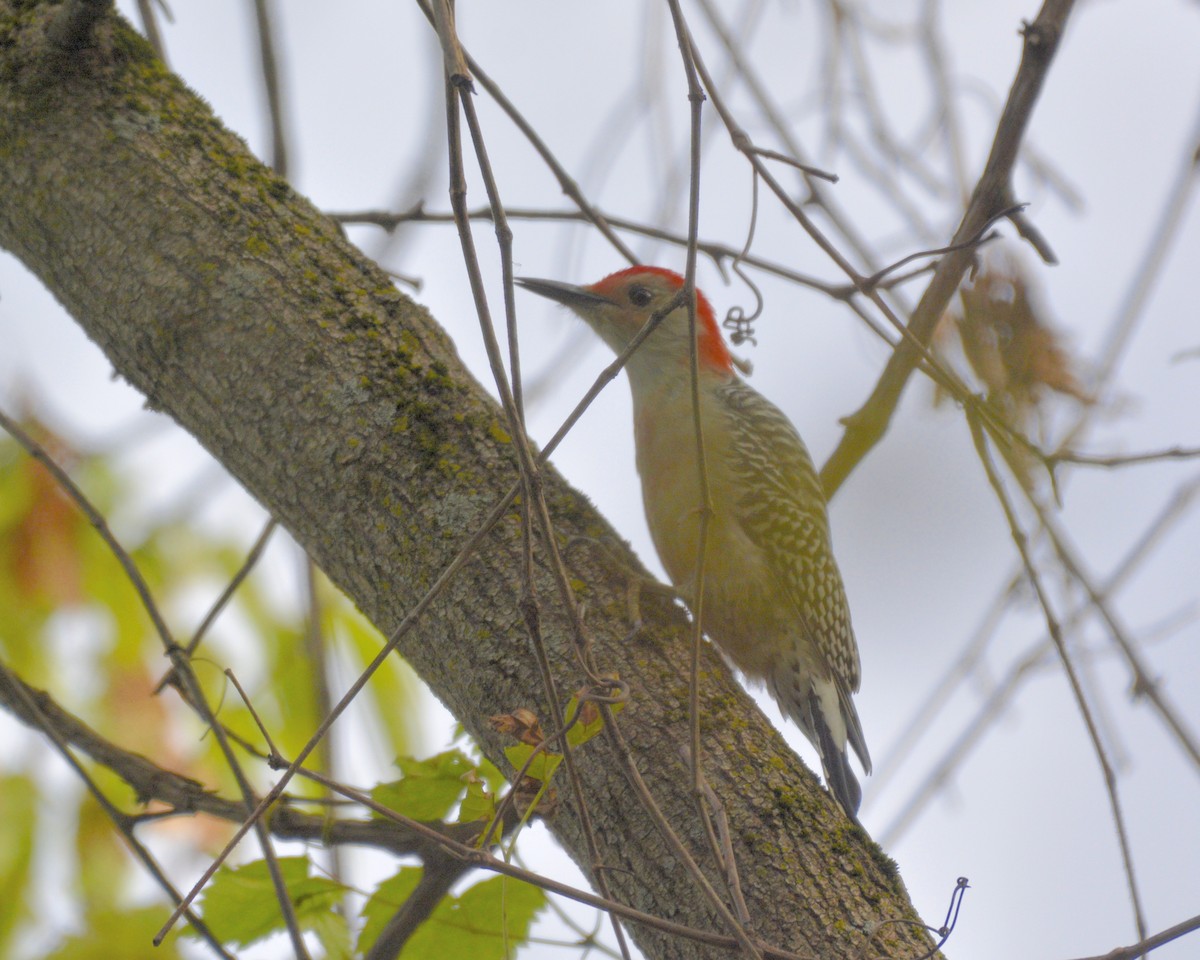 Red-bellied Woodpecker - ML372109541