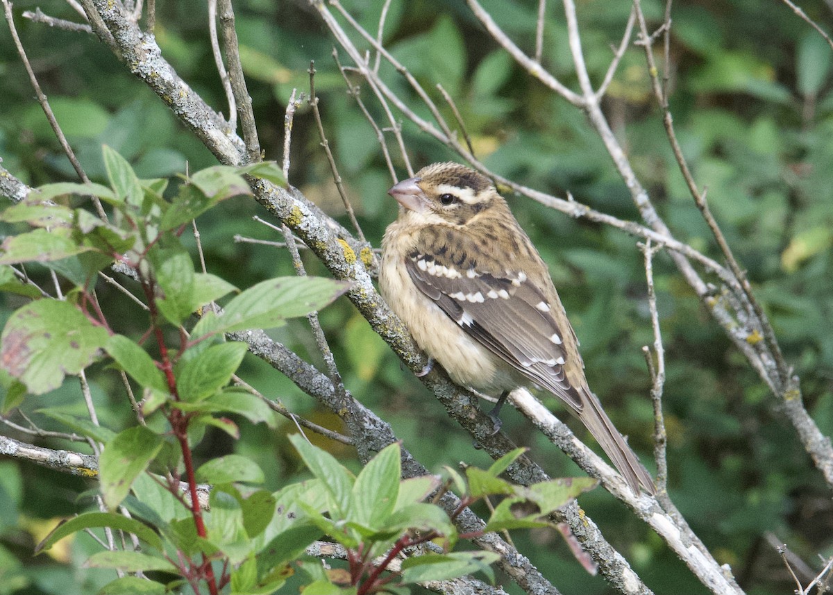 Rose-breasted Grosbeak - ML372109771