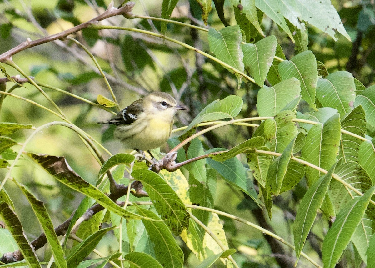 Blackburnian Warbler - ML372109801