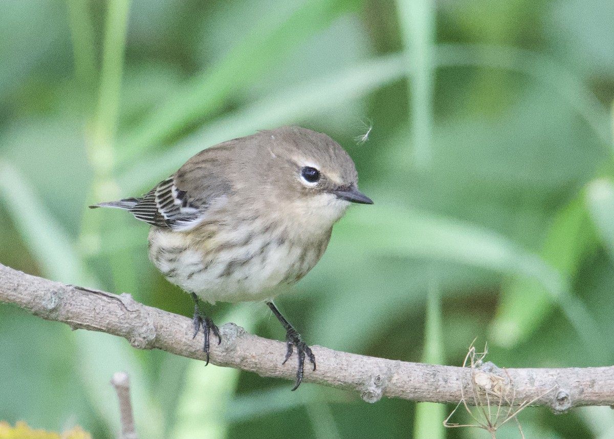 Yellow-rumped Warbler - ML372109891