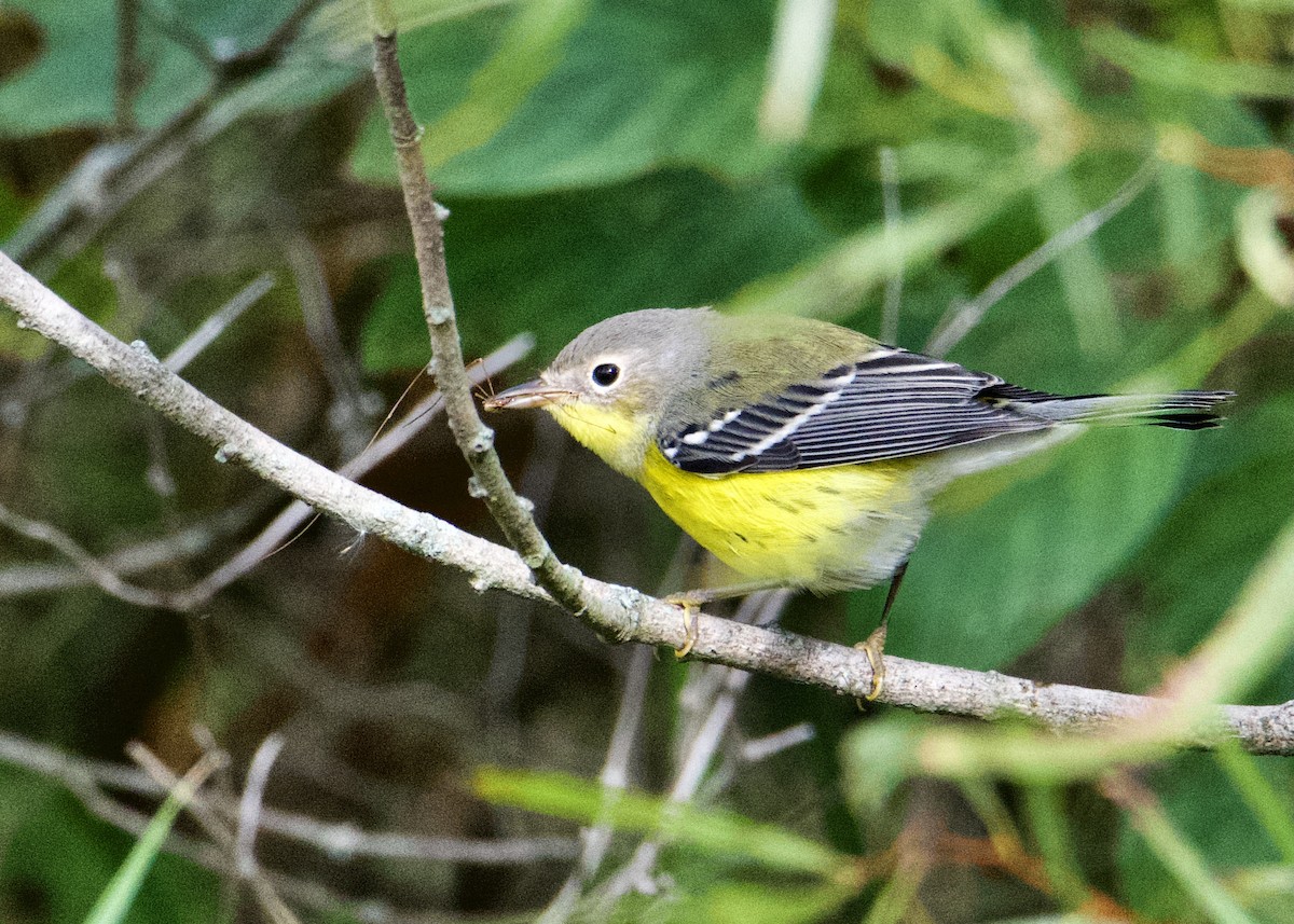 Magnolia Warbler - ML372109961