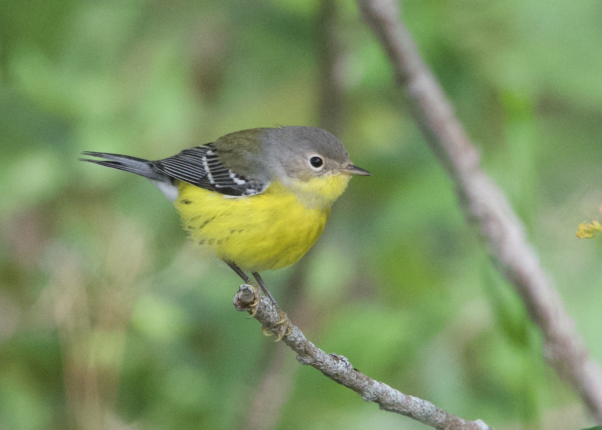 Magnolia Warbler - ML372109971