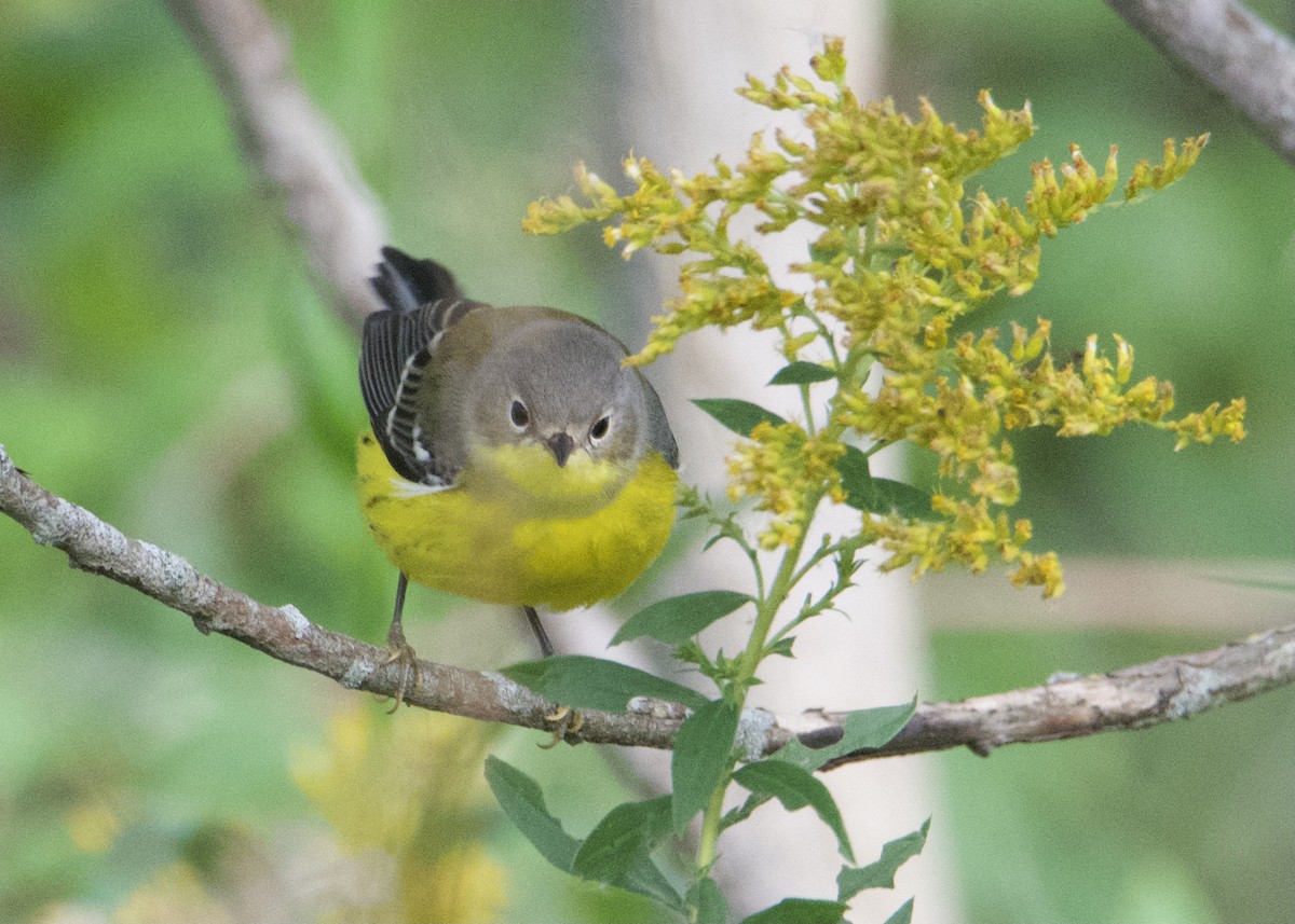 Magnolia Warbler - ML372110031