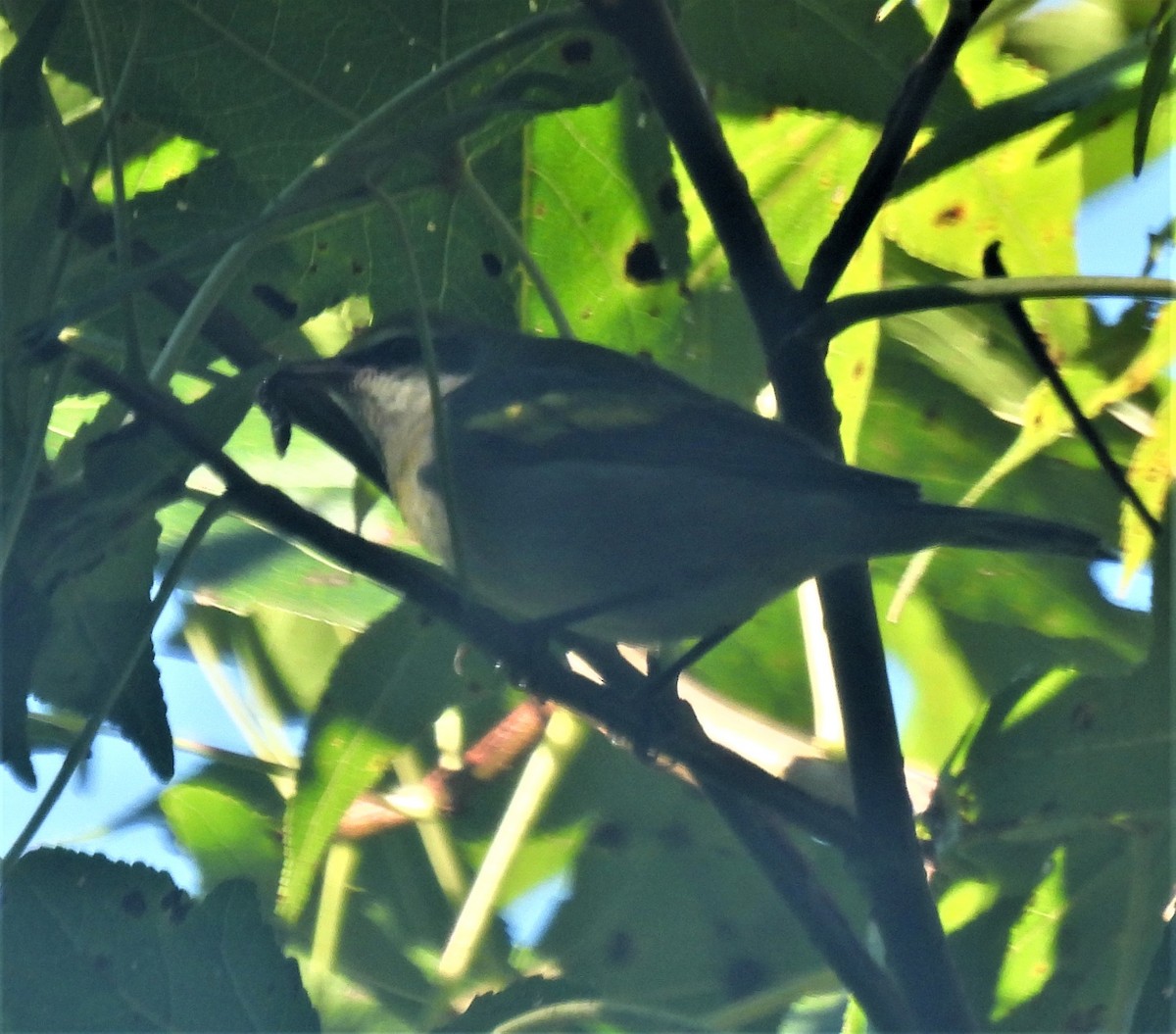 Golden-winged Warbler - ML372110251
