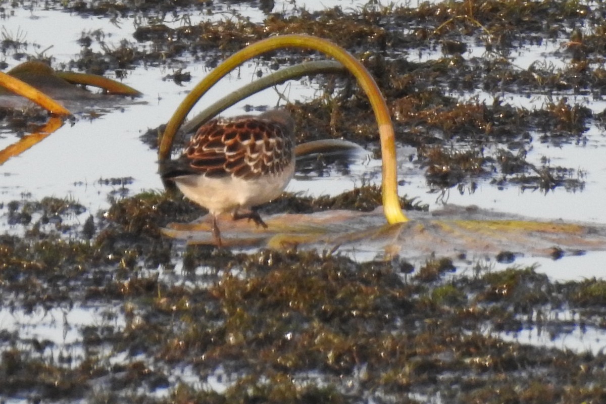 Weißbürzel-Strandläufer - ML372110651