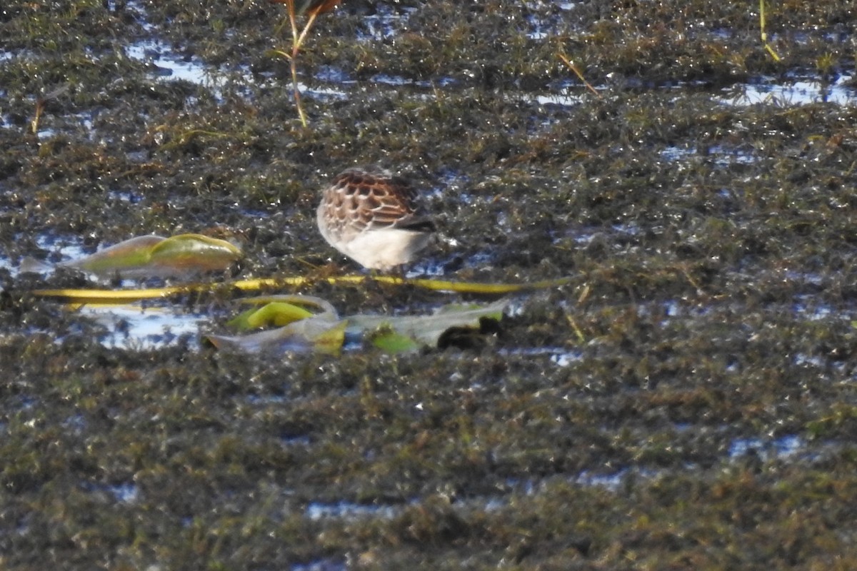 White-rumped Sandpiper - ML372110721