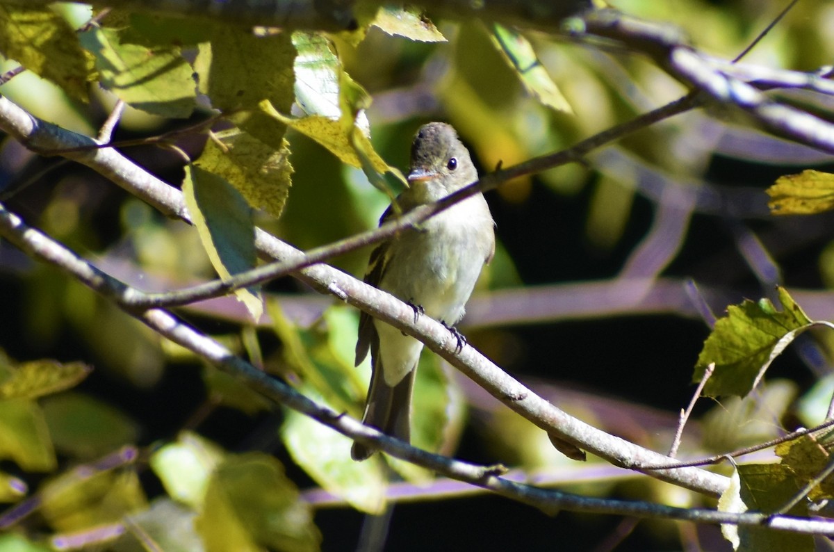 Eastern Wood-Pewee - ML372110941