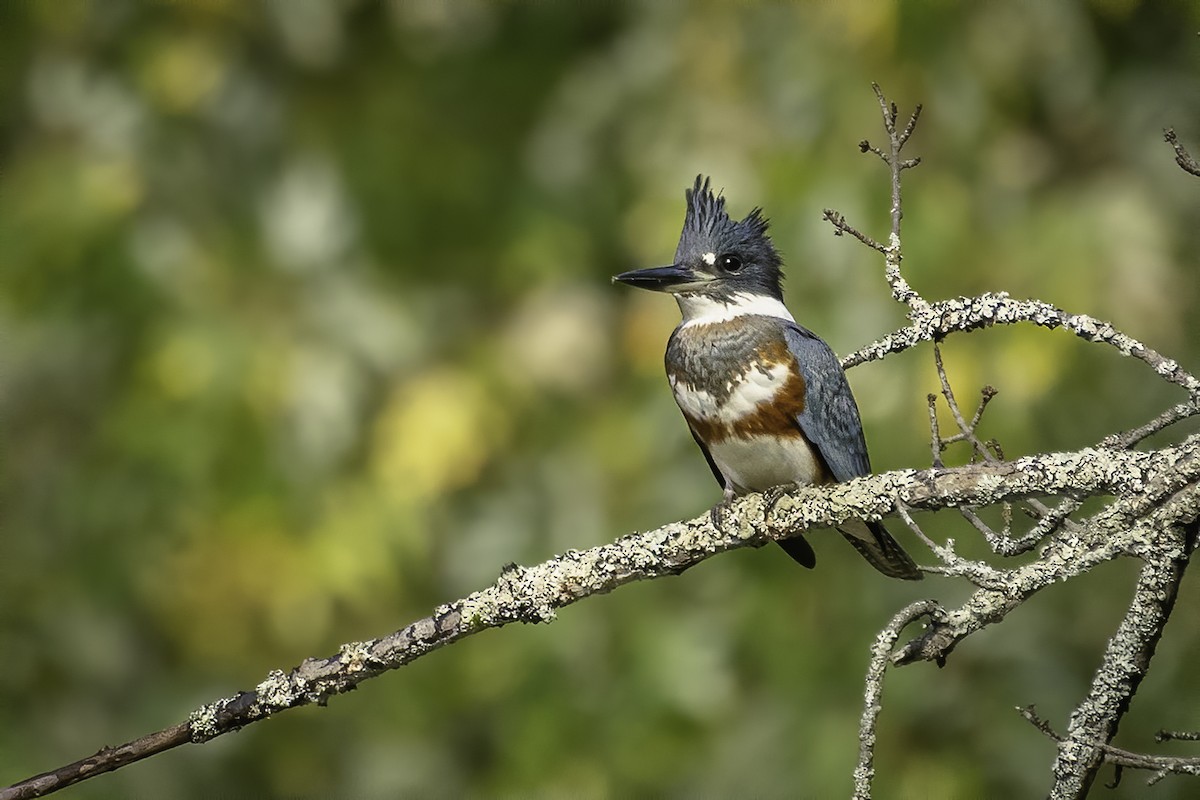 Belted Kingfisher - ML372111131