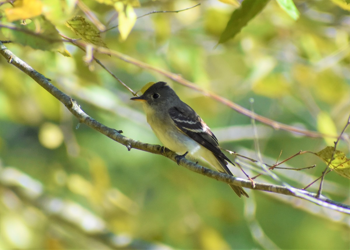 Eastern Wood-Pewee - ML372111731