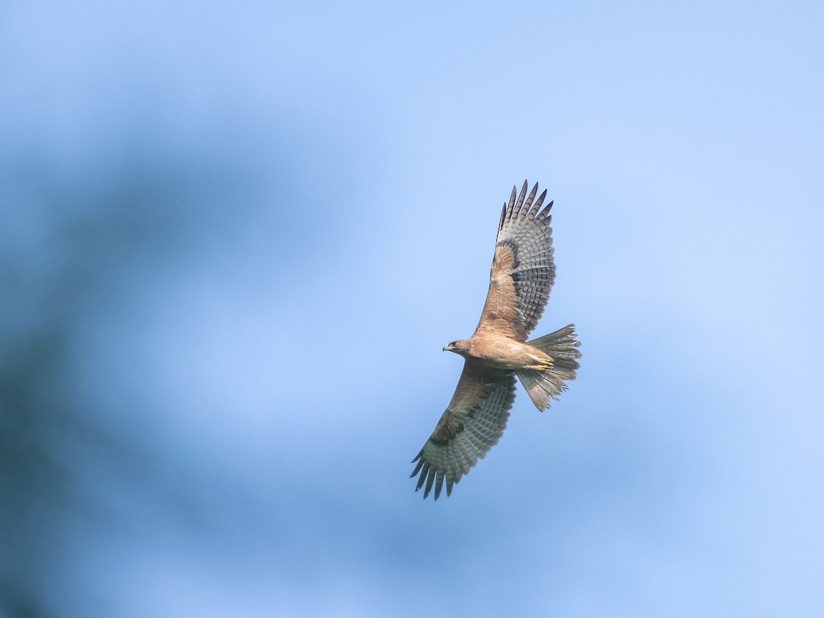 Bonelli's Eagle - ML372112281