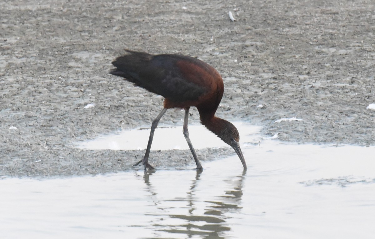 ibis hnědý - ML37211231
